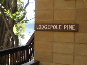 lodgepole pine sign